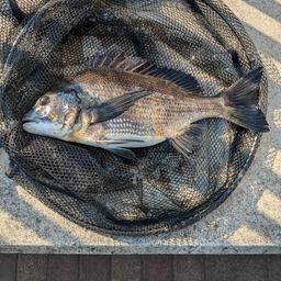 クロダイ