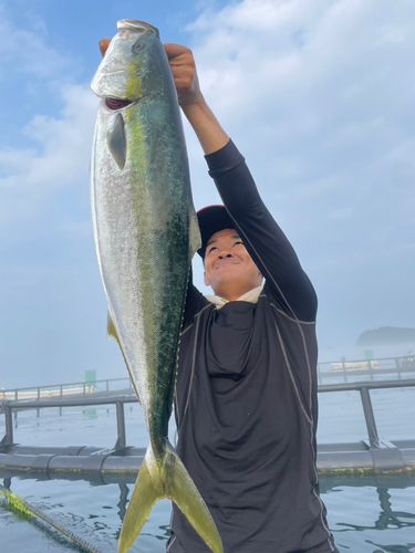 ブリの釣果