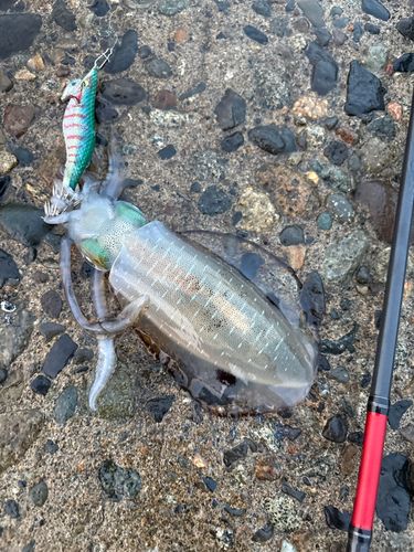 釣果