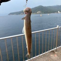 エソ