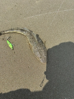 マゴチの釣果