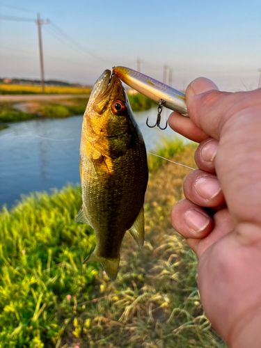 ラージマウスバスの釣果