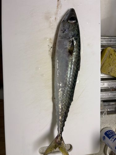 サバの釣果