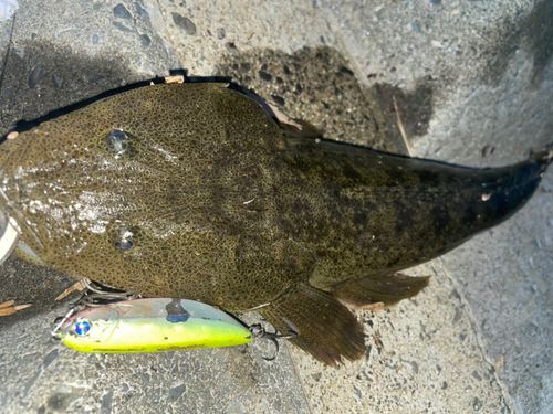 マゴチの釣果