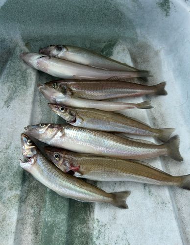 キスの釣果