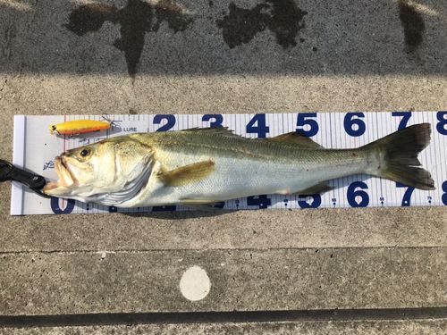 シーバスの釣果