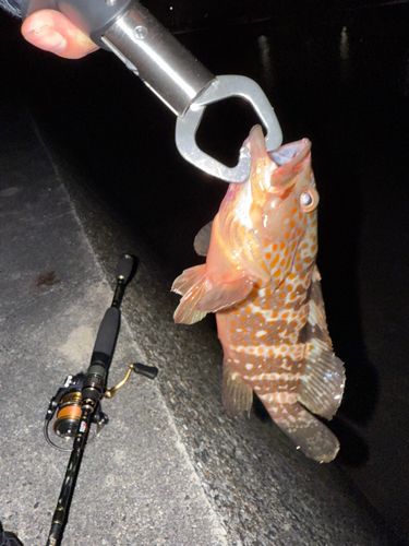 キジハタの釣果
