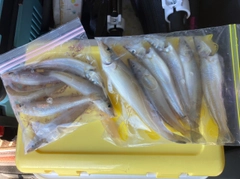 キスの釣果