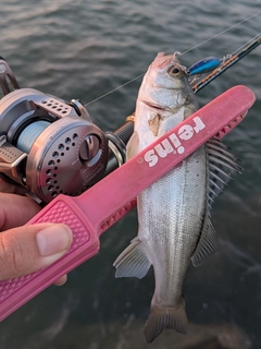 セイゴ(マルスズキ)の釣果