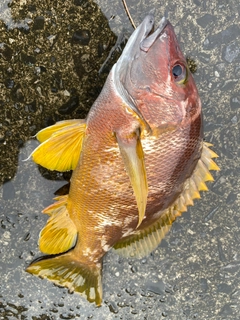 シブダイの釣果
