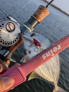 メッキの釣果