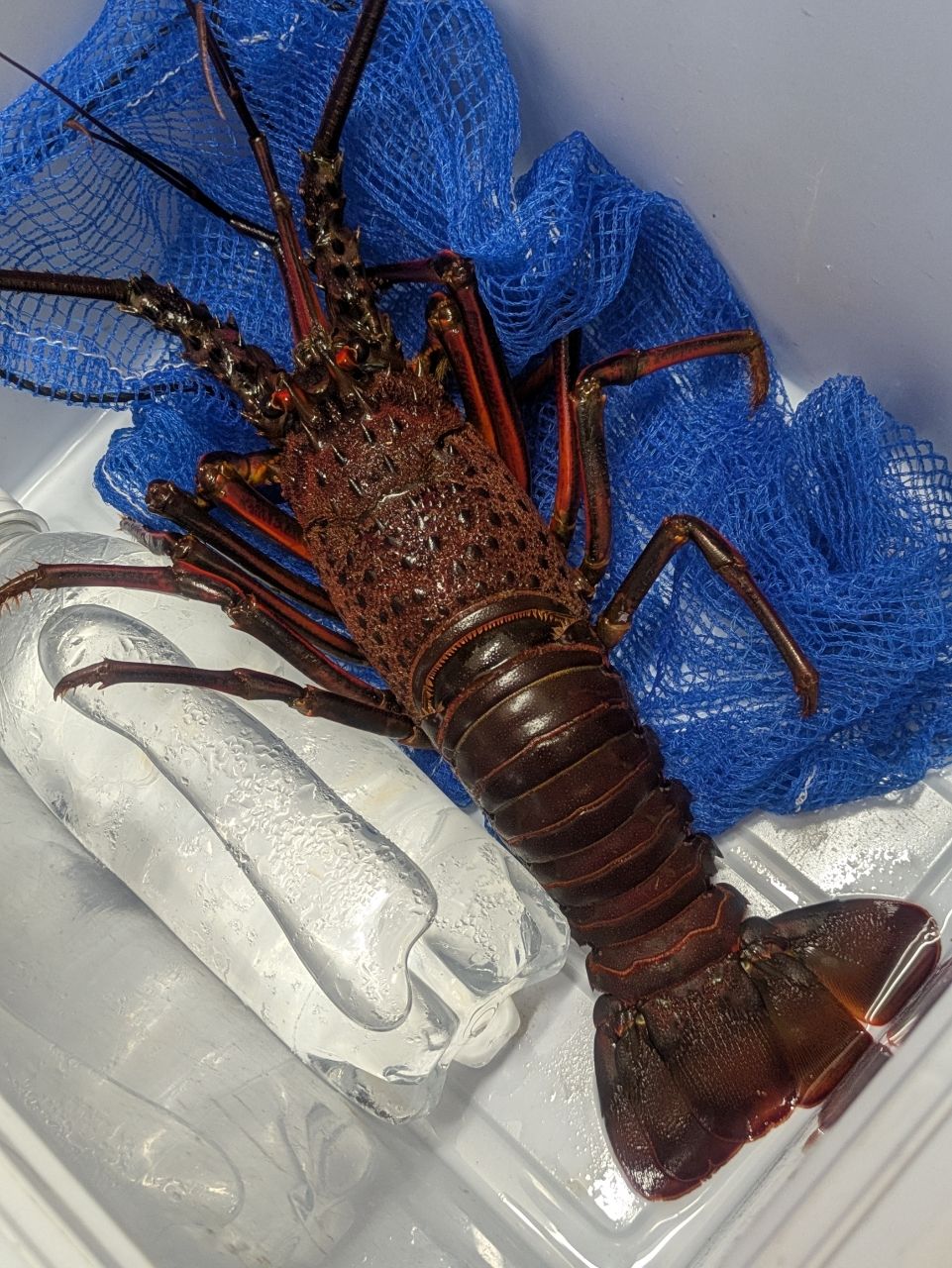 イセエビ