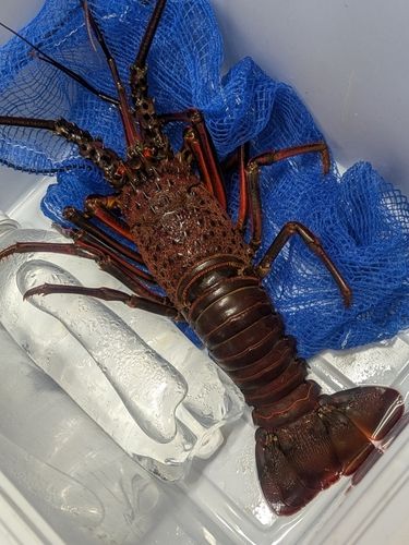イセエビの釣果
