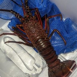 イセエビ