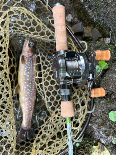 アメマスの釣果