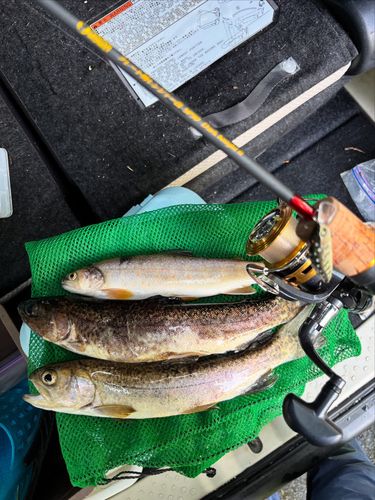 イワナの釣果
