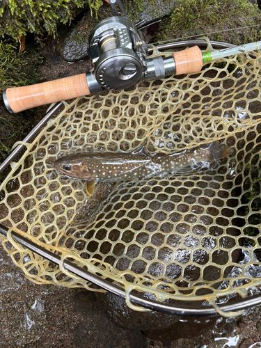 アメマスの釣果