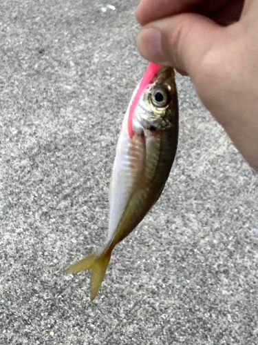 マアジの釣果