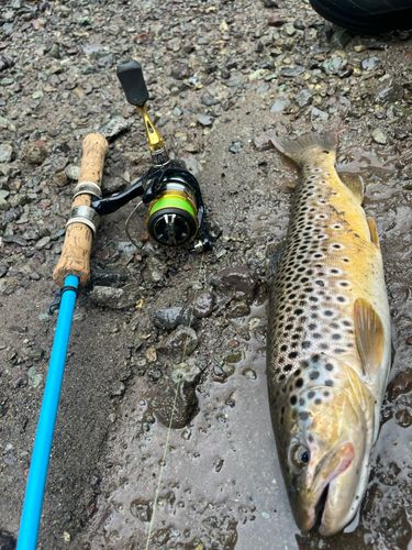 ブラウントラウトの釣果