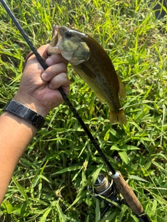 ラージマウスバスの釣果