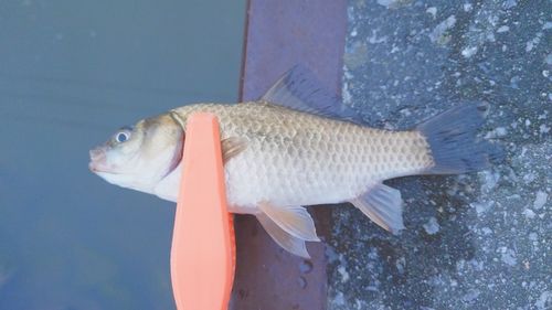 フナの釣果