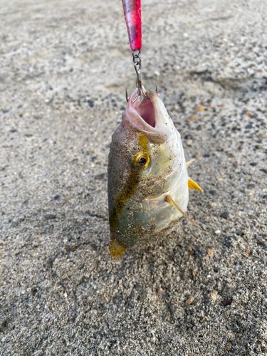 ショゴの釣果