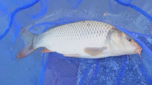 コイの釣果