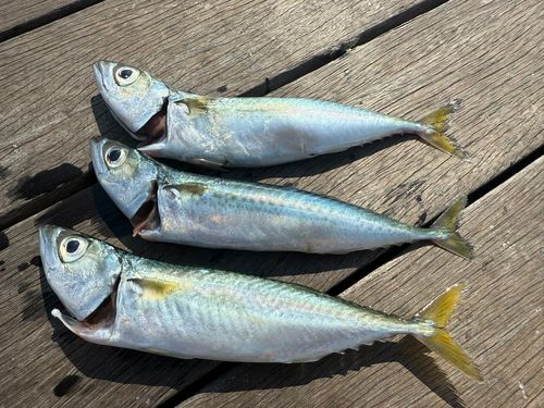 サバの釣果