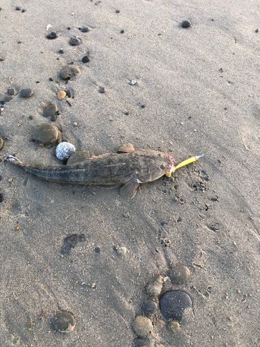 マゴチの釣果