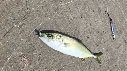 ワカシの釣果