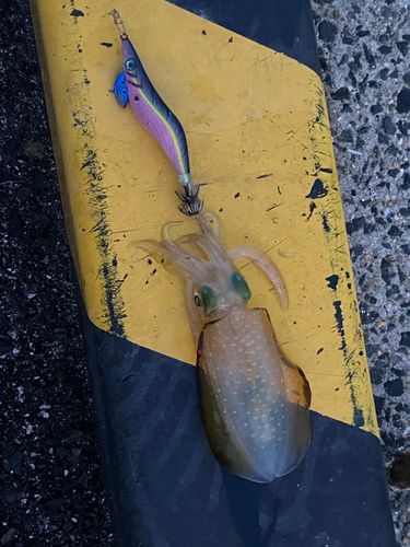 イカの釣果