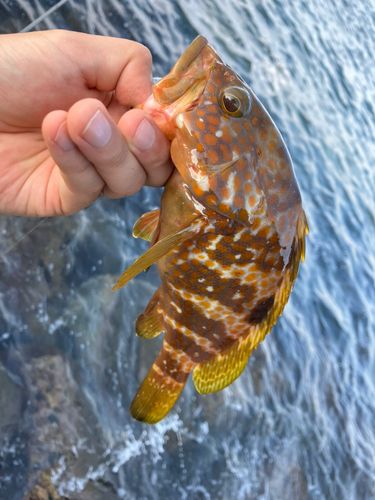 アコウの釣果