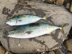 ヤズの釣果
