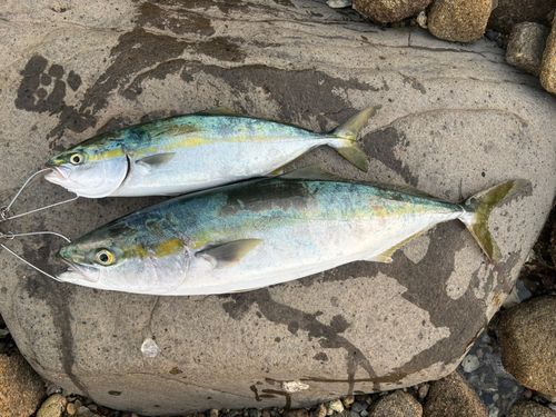 ヤズの釣果