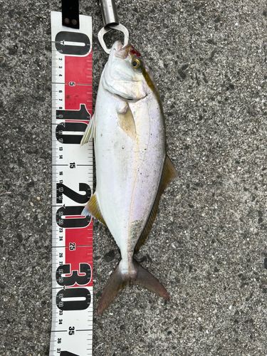 シオの釣果