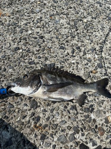チヌの釣果