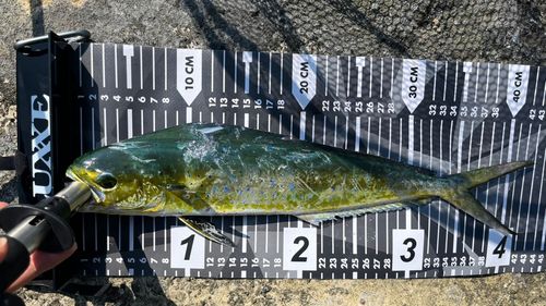 シイラの釣果