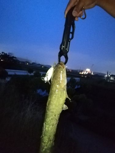 ナマズの釣果