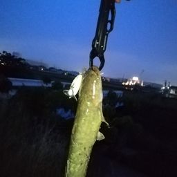 ナマズ