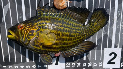 オハグロベラの釣果
