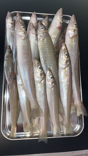 釣果