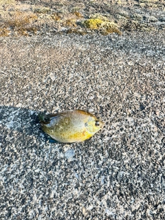 ブルーギルの釣果