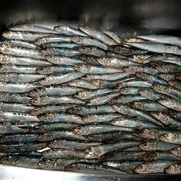 イワシ