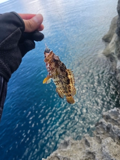 イシミーバイの釣果