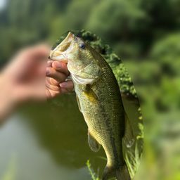 ブラックバス