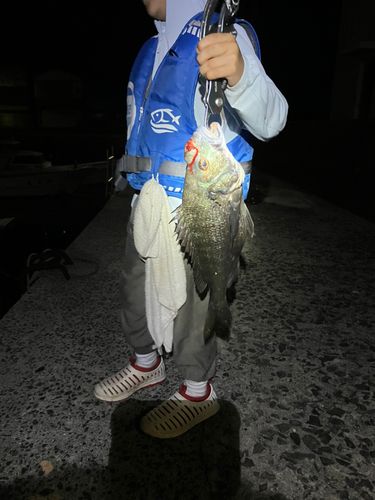 チヌの釣果