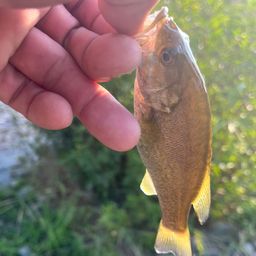 スモールマウスバス