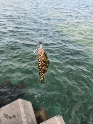イシミーバイの釣果