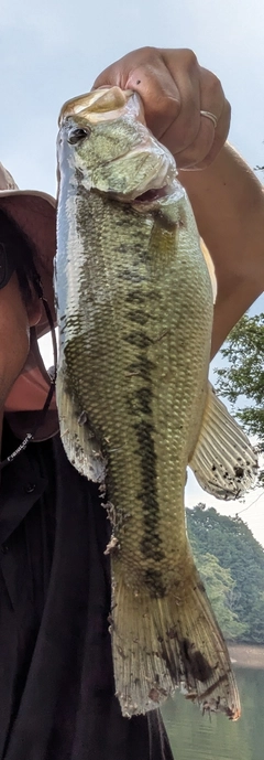 ブラックバスの釣果
