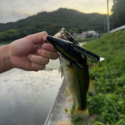 ブラックバス
